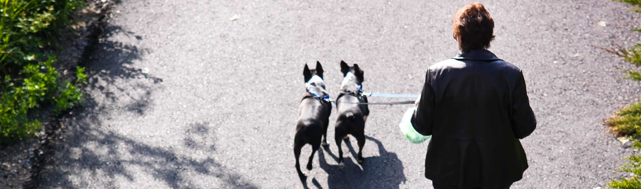 things to do with a puppy 20 things to do with your destination missoula things to do with a puppy 20 things to do with your destination missoula