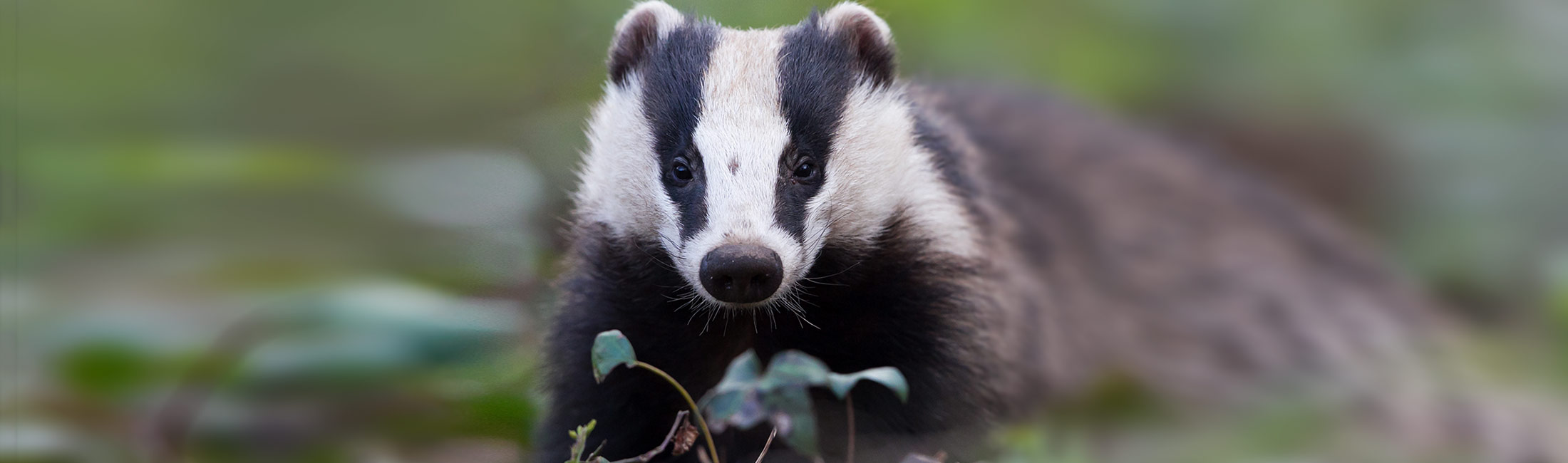 Badger Destination Missoula