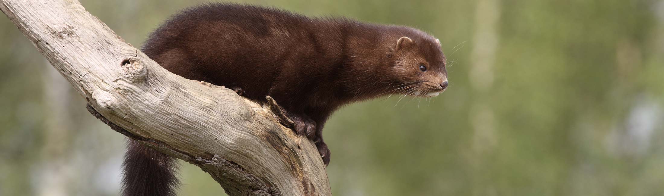 Mink Destination Missoula